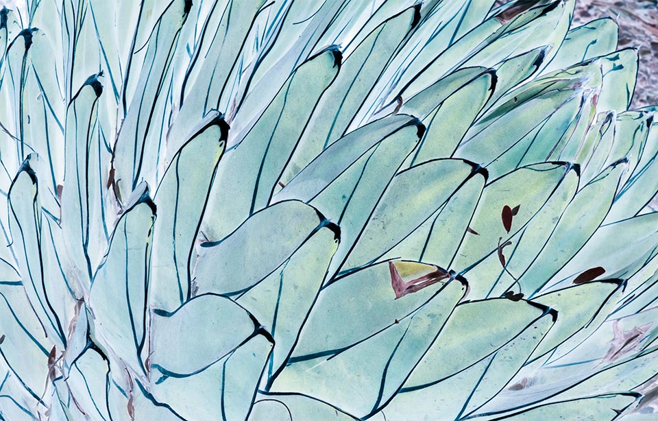 agave comet creative photography